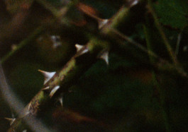 joon film